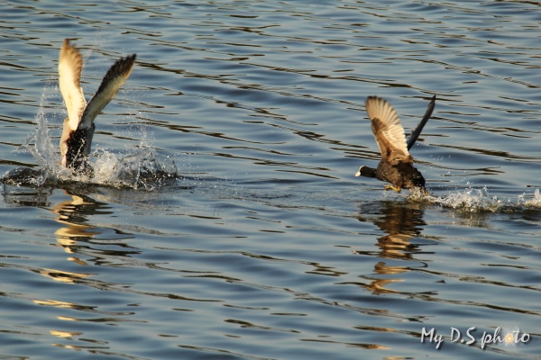 Coot chasing away a duck
