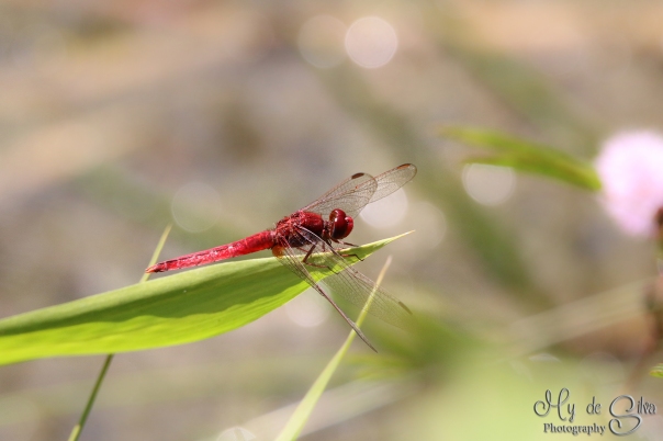 Red dragonfly (Oriental Scarlet Crocothemis servilia), its a male. Male is totally red colored and female is olivaceous brown in color. It lives everywhere near stagnant water reservoirs such as tanks, ponds and paddy fields. This shot is taken with my big lens, but I got it to look like macro photography. Its taken in India.